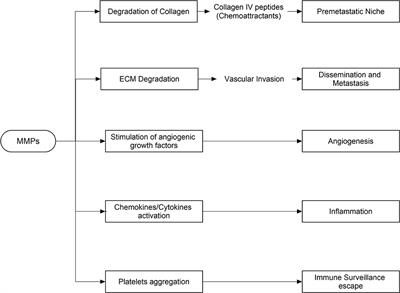 Potential Role of Phytochemicals Against Matrix Metalloproteinase Induced Breast Cancer; An Explanatory Review